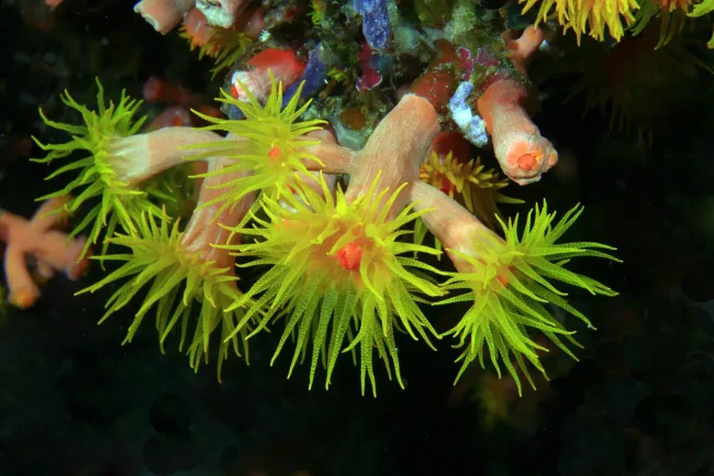 marine invertebrate examples in Fiji