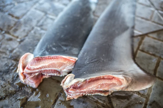 shark finning is destructive