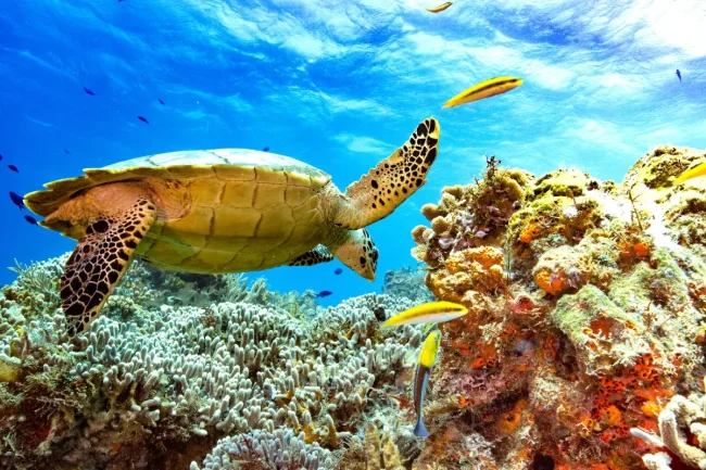 green turtle seen eating off of reef