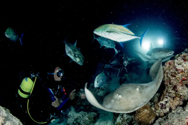 sharks and rays at night in Fiji