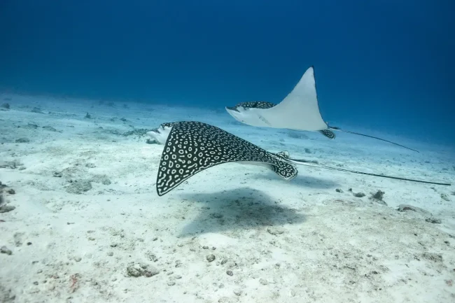 spotted eagle rays gliding above sand bottom