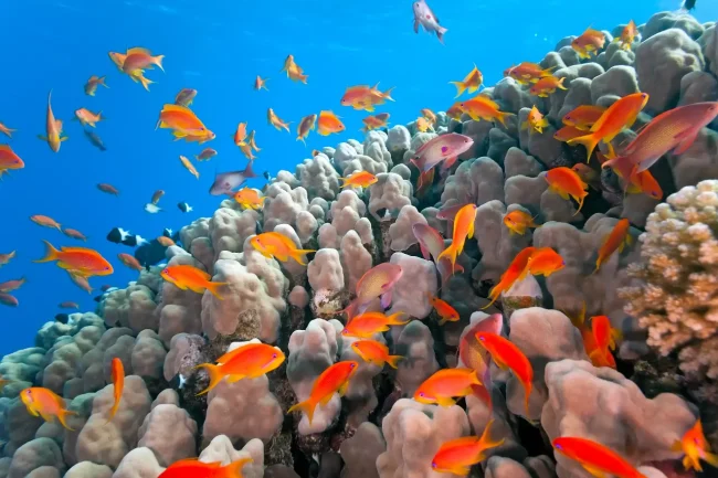beautiful reef fish on healthy Fijian coral