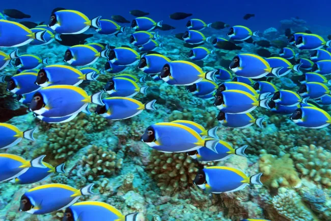 beautiful blue and yellow fish in Fiji