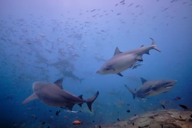 bullsharks free swimming in Fiji's Beqa Lagoon