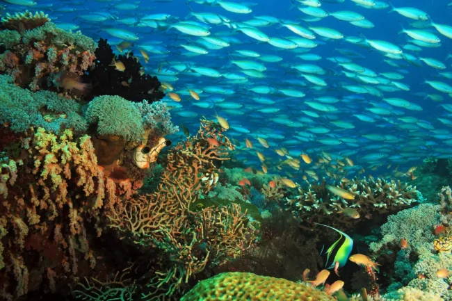 snorkeling in Fiji is fantastic