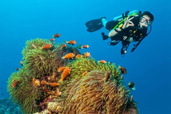 clownfish above an anemone in Fiji