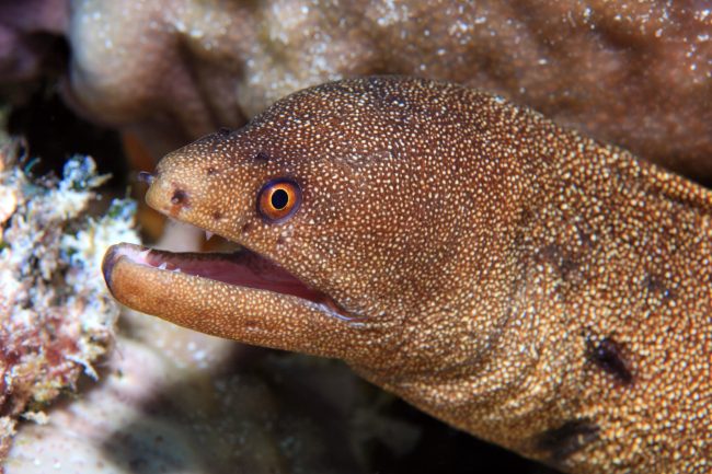 moray eel in Fiji