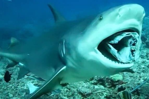 bull shark feeding in Fiji