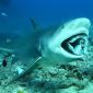bull shark feeding in Fiji