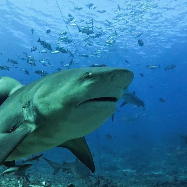 bull shark portrait from fiji shark dive