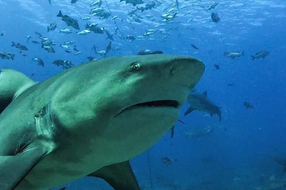 WhatsApp Image 2024-07-24 at 19.38.30_0740f1b6 bull shark portrait from fiji shark dive