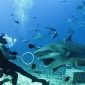 bull shark encountering diver on Fiji Shark dive