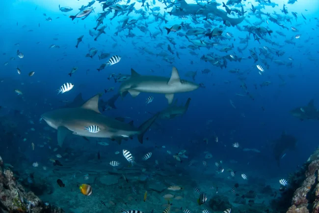 dry season fiji shark dive