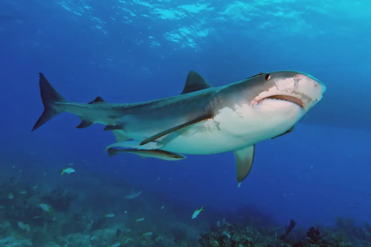 augustblogtigershark large tiger shark above Fijian reef