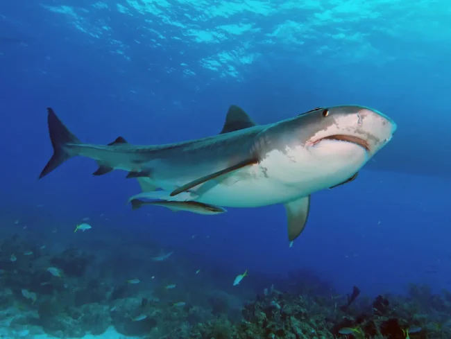 large tiger shark above Fijian reef