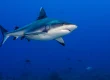 shark diving bucket list