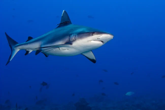 shark diving bucket list