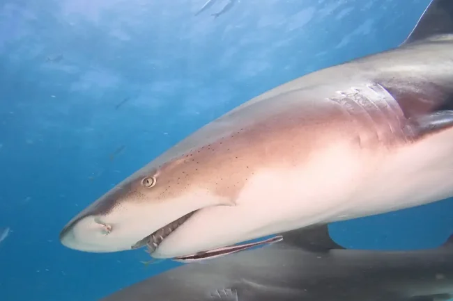 lemon shark swimming in costa rica