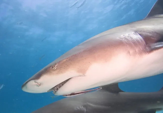 lemon shark swimming in costa rica
