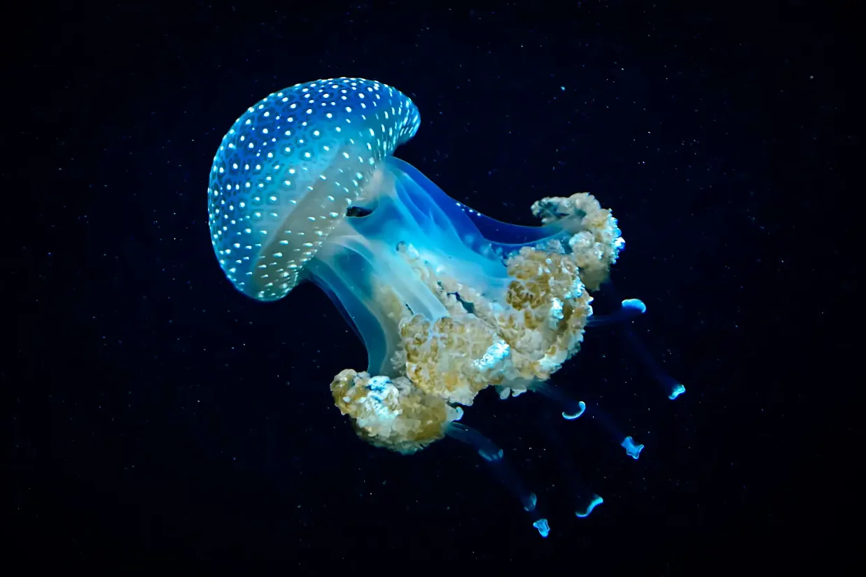 colorful jellyfish at night
