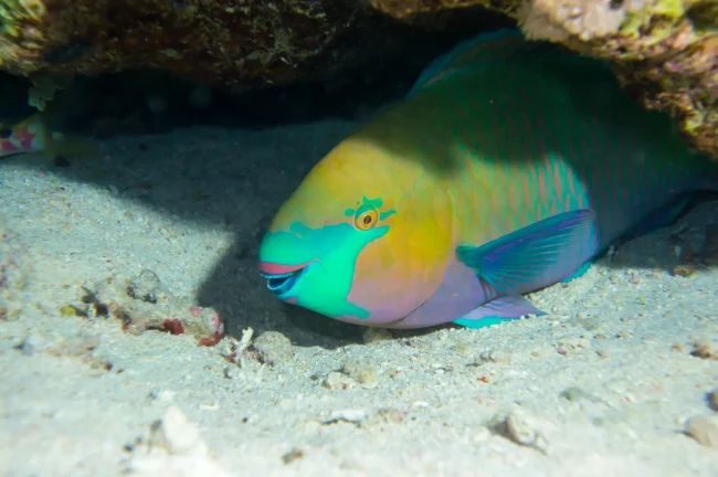 parrotfish in Fiji's Beqa Lagoon
