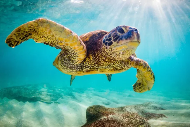 seaturtlefijiblog green turtle in fiji
