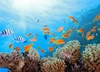 colorful reef fish above healthy coral