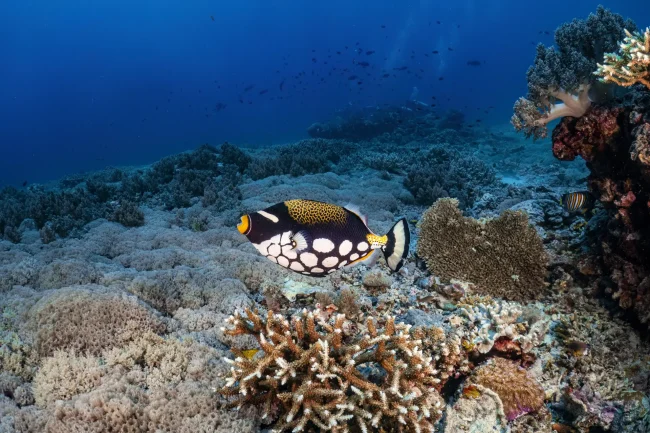 clown triggerfish