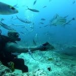 hand feeding sharks in Beqa Lagoons best shark dive