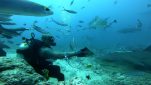 hand feeding sharks in Beqa Lagoons best shark dive