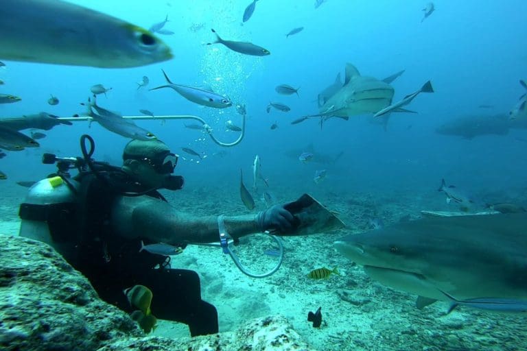 hand feeding sharks in Beqa Lagoons best shark dive
