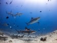 group diving fiji