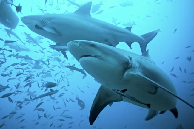 colosseum shark dive fiji