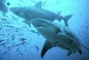 bull sharks colosseum