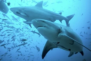 bull sharks colosseum