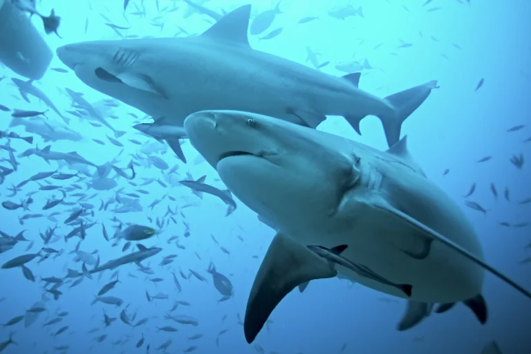 bull sharks colosseum