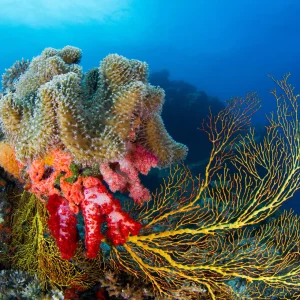 diving fiji november