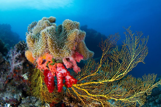 diving fiji november