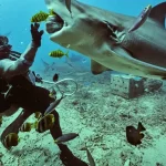 fiji shark dive beqa lagoon