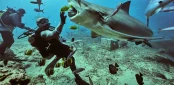 fiji shark dive beqa lagoon