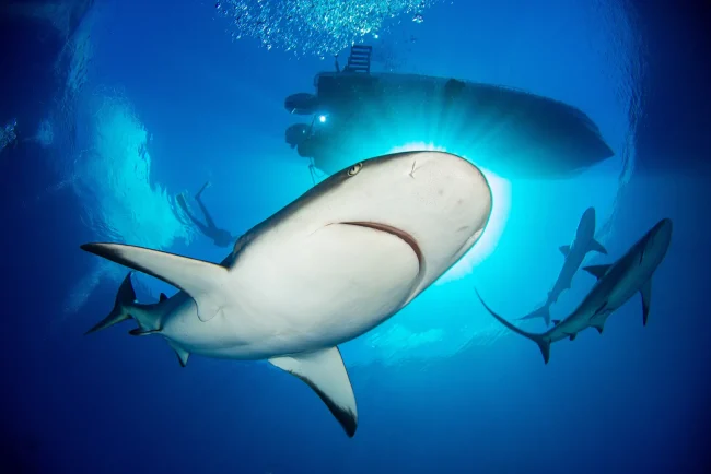 shark diving beqa lagoon