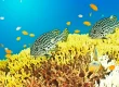 yellow coral with fish swimming above