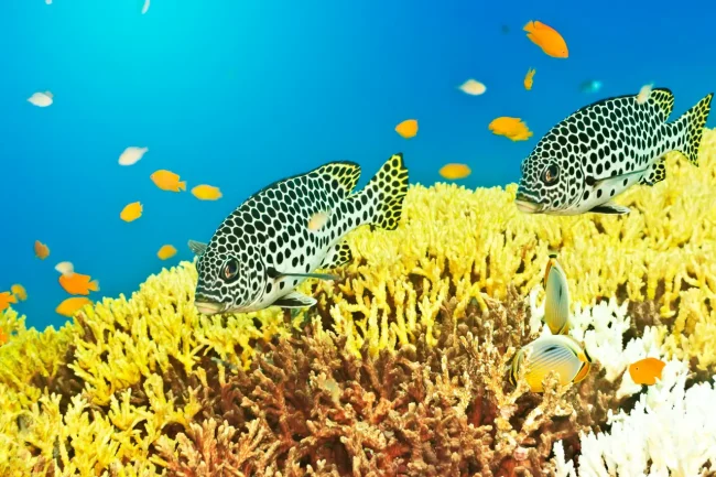 yellow coral with fish swimming above