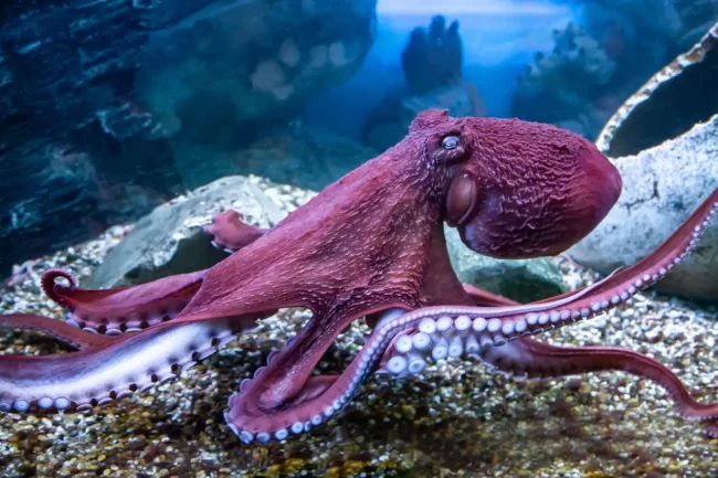 octopus in fiji