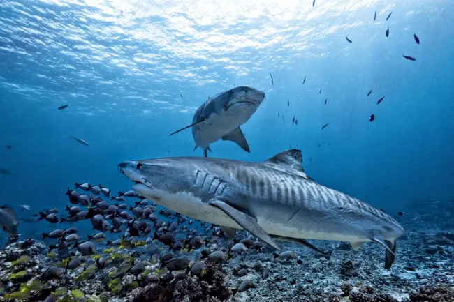 tiger shark