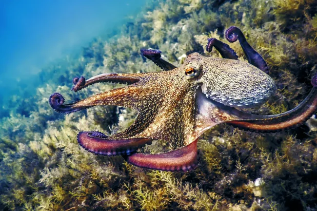 octopus showing off limbs