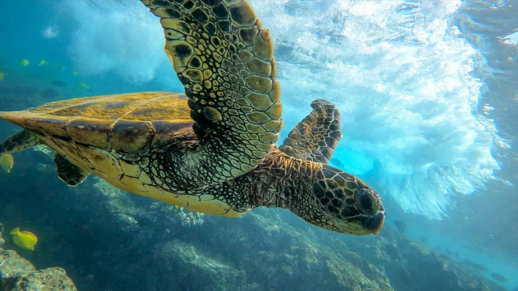 green sea turtle fiji