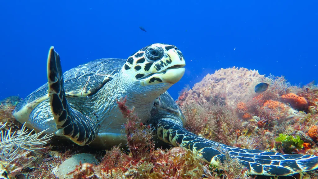 hawksbill sea turtle fiji