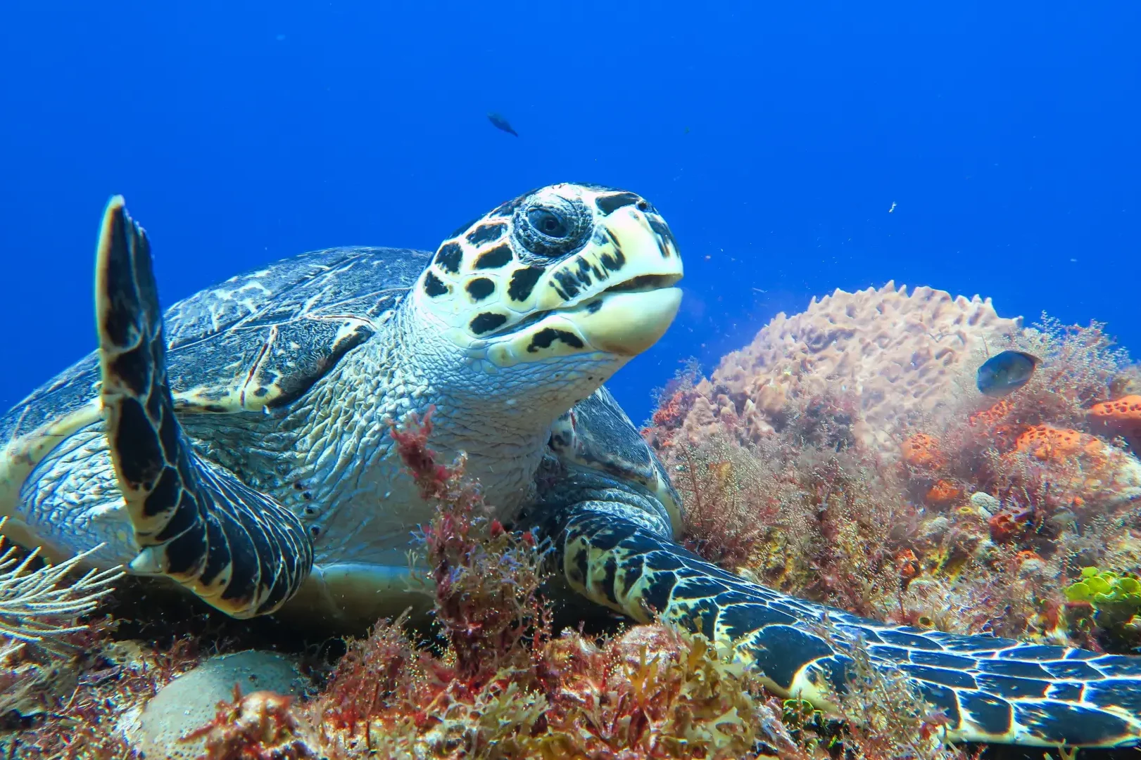 hawksbillfiji hawksbill sea turtle fiji