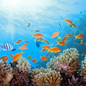 scuba snorkeling in Fiji
